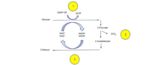 Ethanol fermentation