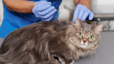 Especialista da detalles sobre la peritonitis infecciosa felina