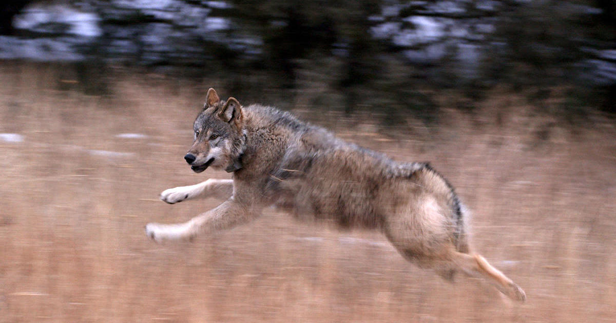 Gray wolf found dead in Colorado likely killed by mountain lion