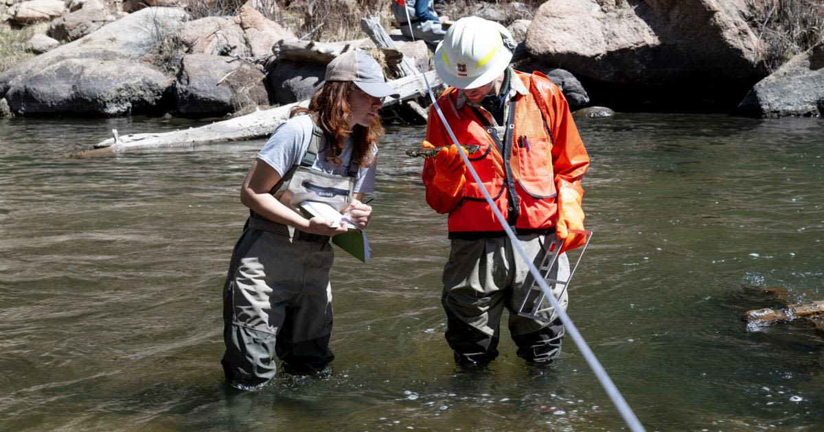 Researchers find dam removal in Eleven Mile Canyon already a boon to fish