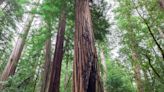 California redwoods 'killed' by wildfire come back to life with 2,000-year-old buds