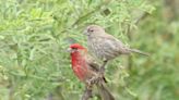 Everything to know about the House Finch