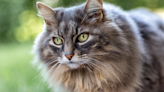 Maine Coon Cat's Brilliant Magician Skills Are Totally Awe-Inspiring