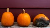 How to keep your jack-o'-lantern from turning into moldy, maggoty mush before Halloween