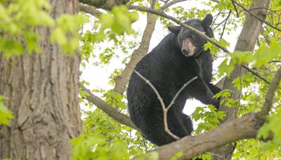 Bear a-where? Bear sightings spike in town