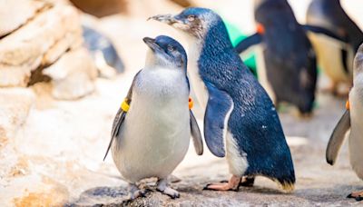 Birch Aquarium welcomes five Little Blue Penguin chicks this season