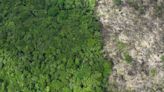 EU members call for revision of anti-deforestation law