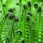 Fern Plant