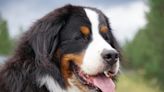 Bernese Mountain Dog Takes on the Role of 'Chief Happiness Officer' and Totally Rocks It