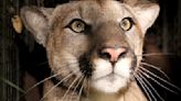 Mountain lion killed on Highway 126 in latest fatal cougar collision