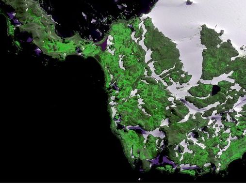 Parts of Antarctica are turning green faster than we thought from climate change, 'shocked' scientists say