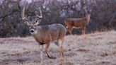 Oklahoma's big-game hunting forecast positive despite challenges