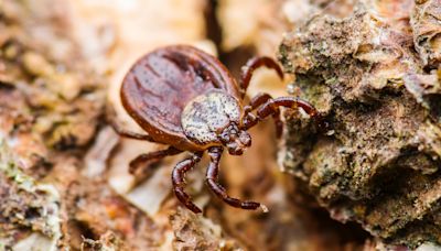 What is Colorado Tick Fever – and how can you avoid it on the trail this summer?