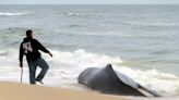 Dead whale on New Jersey's Long Beach Island is first of the year, stranding group says