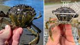 176,600 invasive European green crabs removed from Washington waters this year