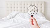 How to tell if your hotel mattress has bed bugs — 7 tips and tricks