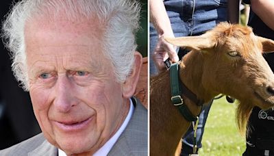 King Charles gives honours to rare goat that had to be hidden from the Nazis