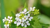 How to get rid of invasive garlic mustard? Just eat it, forager says