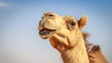 Turning camels into cows: megafarms are being set up to produce camel milk on industrial scales