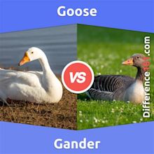 Goose vs. Gander: 5 Key Differences, Definition, Living Areas ...