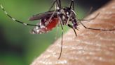 Mosquito transmisor del dengue es susceptible al virus Chandipura que preocupa a India