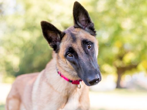 Belgian Malinois Is Confused and Excited After Seeing Mom and Brother on National TV