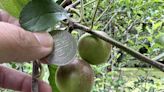 防猴巡護隊發威 武陵農場的牛頓蘋果樹開花結果