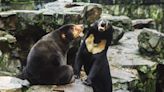 'Panda dog' zoo exhibit in China features black-and-white painted chows, controversy