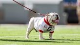 PETA calls for University of Georgia to retire beloved mascot Uga