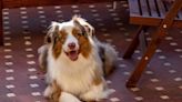 Face of Exhausted Australian Shepherd Fighting Sleep Is Just Like a Human Kid