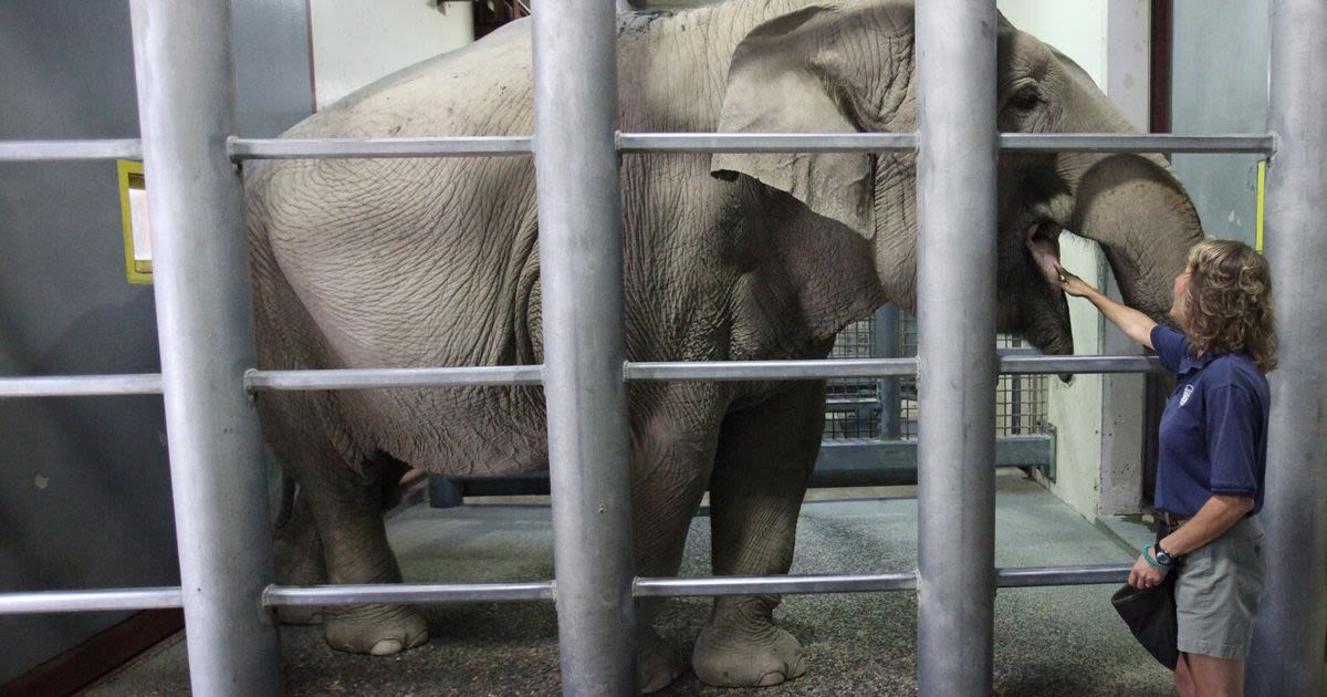 Tacoma zoo euthanizes Suki, WA’s last captive elephant