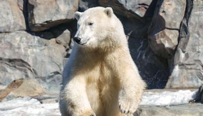 Polar Bear at Alaska Zoo Gets in the Olympic Spirit and Goes Viral for Diving in Exhibit: 'Perfect Form'