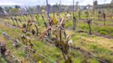 Allianz Sees Damages Worth Tens of Millions for German Vineyards