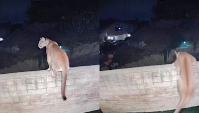 ¡Terror total! Captan puma dentro de casa en California