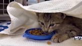 Something Good: Ava Van Valen helps save kitten with broken leg