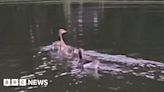 Cleethorpes: Gosling released after fishing line rescue