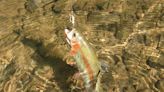Afield: How to make the most of trout season opening day in Pennsylvania