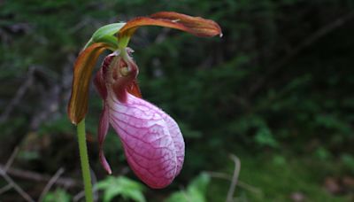 Pink lady’s slippers are a magnificent wonder of the Maine woods