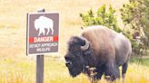 Yellowstone tourist kicks bison in its leg before it turns and injures him, rangers say