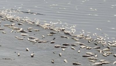 北市河濱又現死魚 環保局初判：溶氧偏低所致