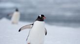 How to walk safely in icy conditions...copy penguins, says NHS