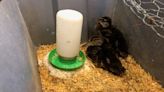 Rapid City Streets Division rescues pair of ducklings