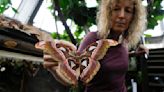 Italian museum recreates Tanzanian butterfly forest