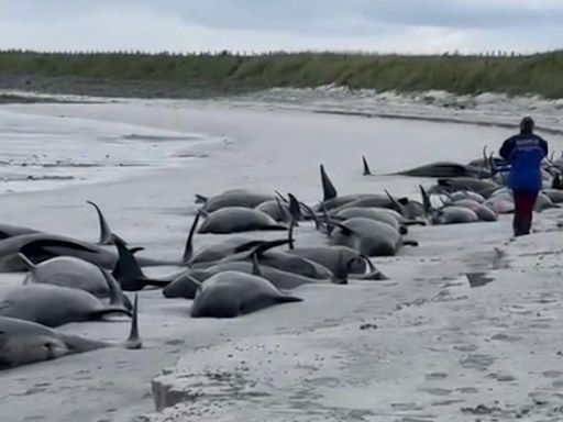 Whole pod of 77 whales die in 'biggest mass stranding in decades'
