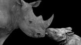 Moment Baby Rhino Meets Her ‘Auntie’ at Arizona Zoo Is Full of Sweetness