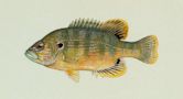 Green sunfish