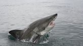 Climate crisis: Great white sharks expand northern range by 370 miles as oceans warm