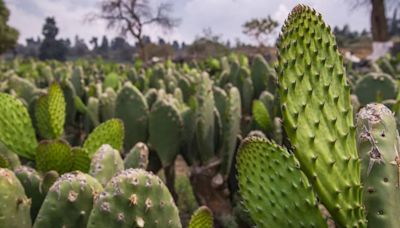 En África, Asia, Europa y más: estos son los lugares del mundo donde se consume el nopal mexicano