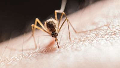 One mistake explains why you are attracting mosquitos