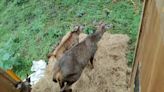 Five sambar deer released into forest